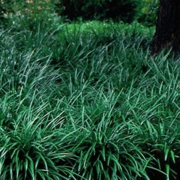 Big Blue Lily Turf  20 plants $25 🌿 - Picture 2 of 3